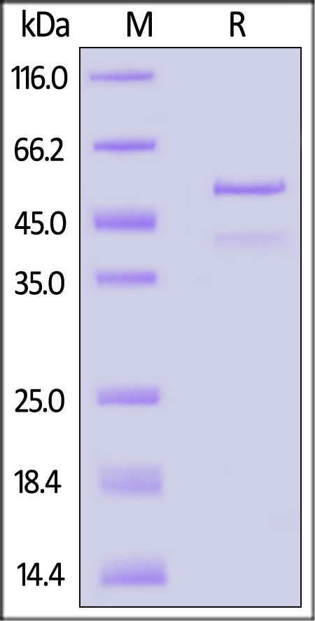 TD3-H5145-sds