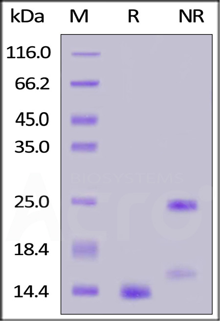 TG1-H8217-sds