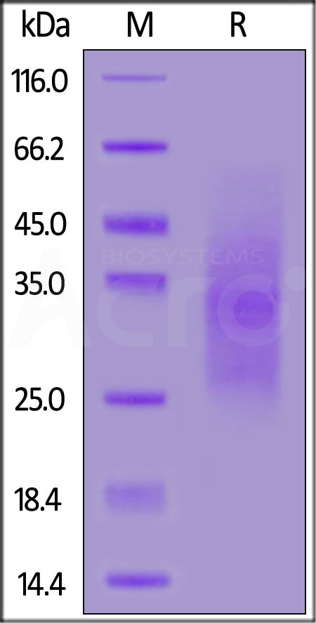 TG2-H52H5-sds