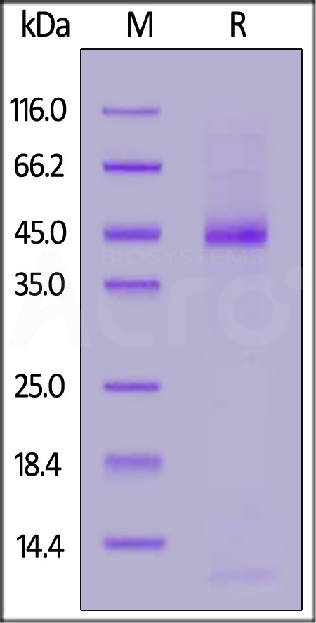 TG3-H52H5-sds