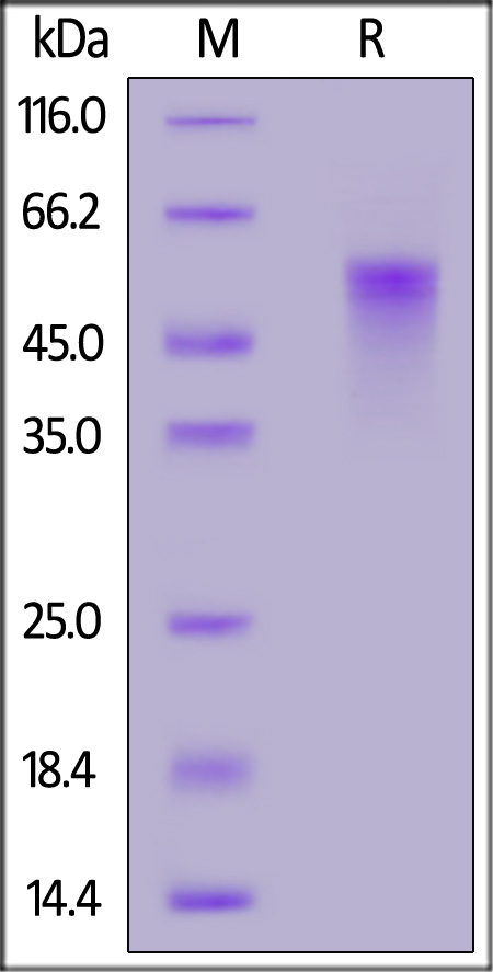 TN2-M52H8-sds