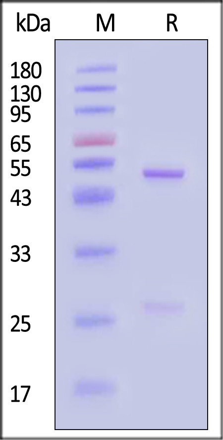 TNF-alpha SDS-PAGE