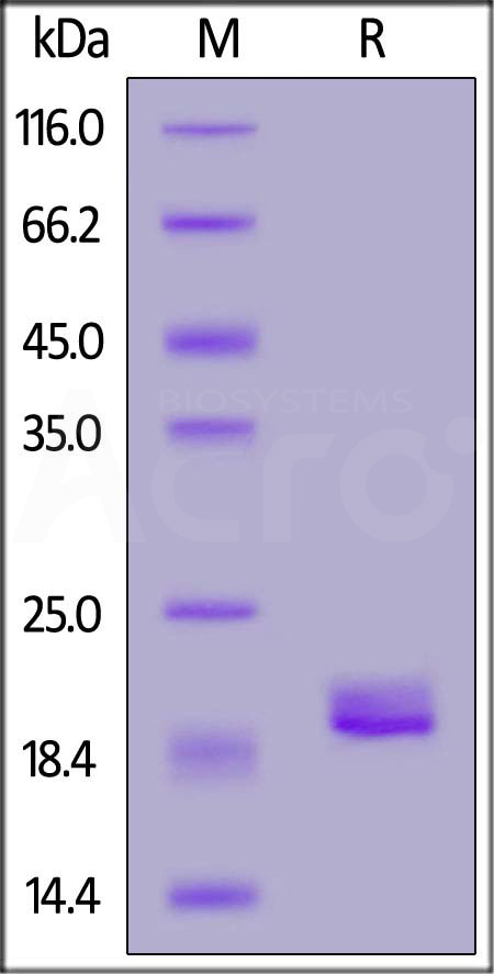 TNF-alpha SDS-PAGE