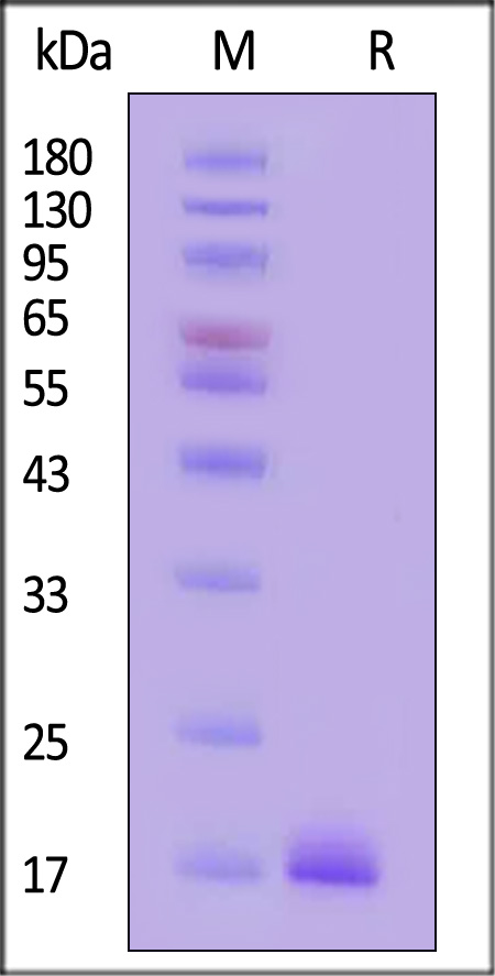 TNF-alpha SDS-PAGE