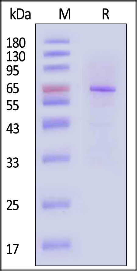 DcR3 SDS-PAGE