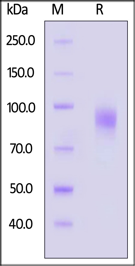 TPG-H82F6-sds