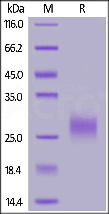 TRAIL R2 SDS-PAGE