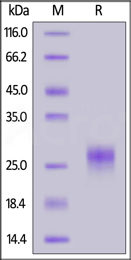 TSP-H52Ha-sds