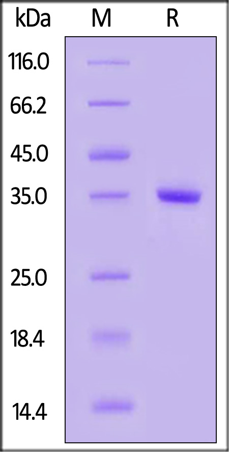 TY2-H5548-sds