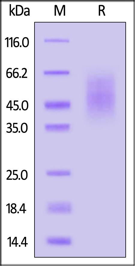 VP0-C52H3-sds