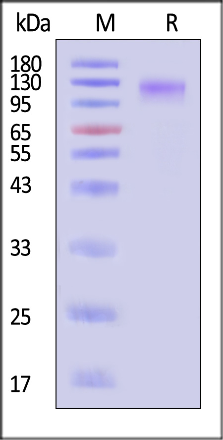 Glycoprotein / GP (virus) SDS-PAGE