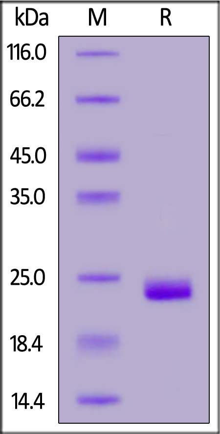 ZN3-H52H3-sds