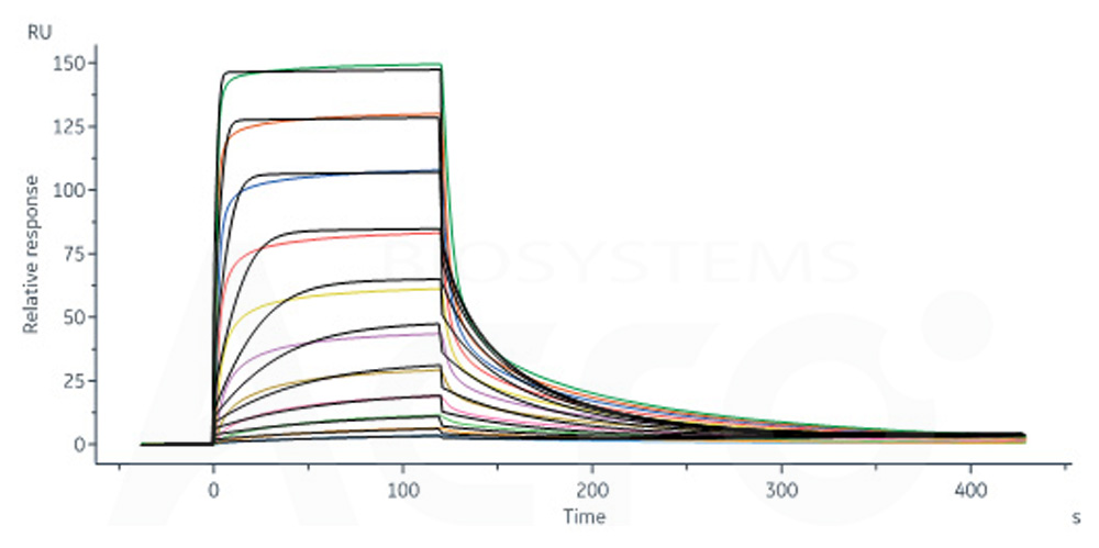 Human_FcRn_Heterodimer_Protein_SPR