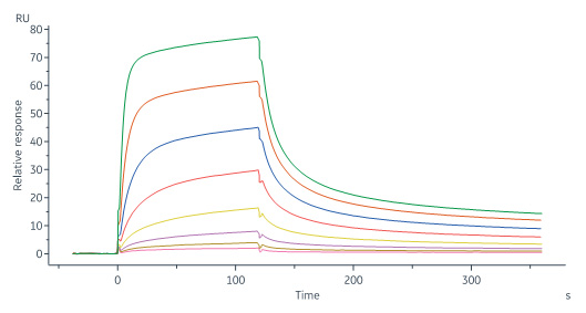 Human_FcRn_Heterodimer_Protein_SPR