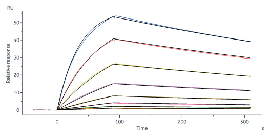 Human_FcRn_Heterodimer_Protein_SPR