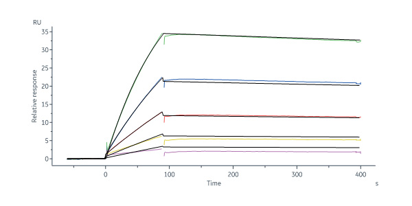  Nucleoprotein (RABV) SPR