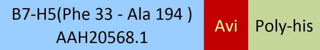 Online(Phe 33 - Ala 194 ) AAH20568.1